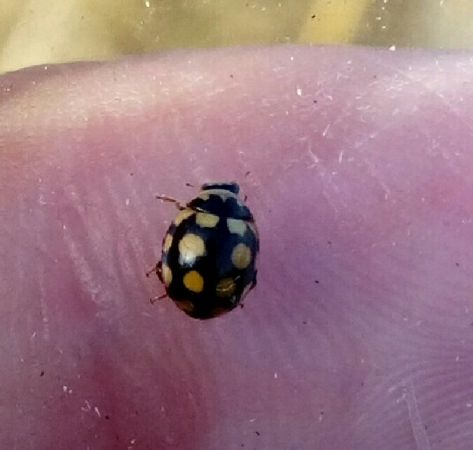 Coccinelle aux 14 points jaunes  - Thomas Lux