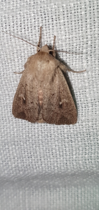 Mythimna ferrago  - Melchior Viallet