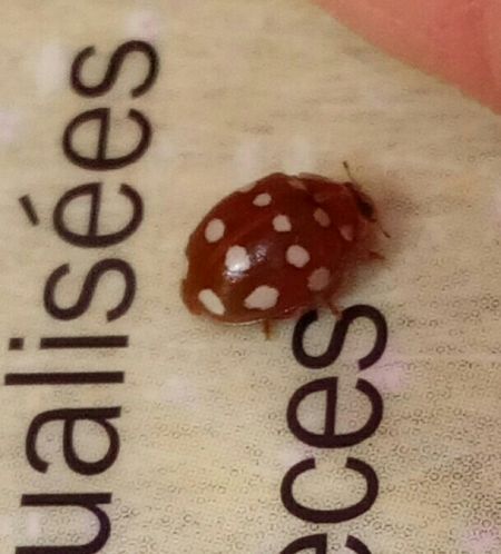 Coccinelle à 14 points  - Thomas Lux