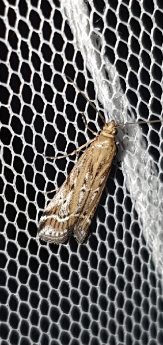 Pempeliella ornatella  - Melchior Viallet