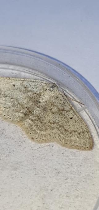 Scopula incanata  - Melchior Viallet