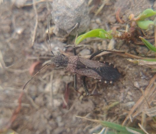 Alydus calcaratus 