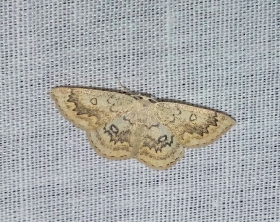 Cyclophora annularia  - Thomas Lux