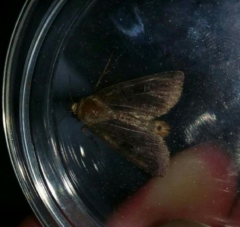 Diarsia brunnea  - Thomas Lux