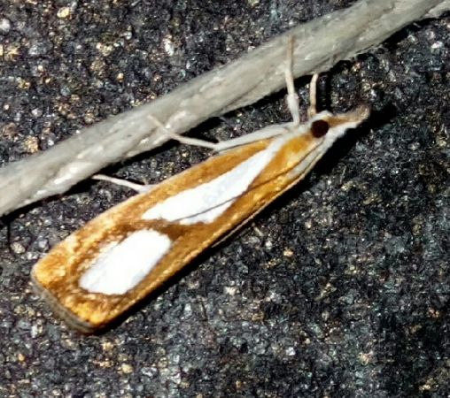 Catoptria pinella  - Thomas Lux