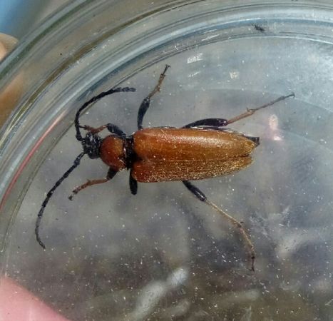 Stictoleptura rubra  - Thomas Lux
