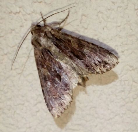 Apamea monoglypha  - Thomas Lux
