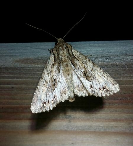 Apamea monoglypha  - Thomas Lux