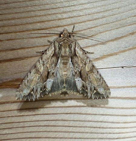 Apamea monoglypha  - Thomas Lux