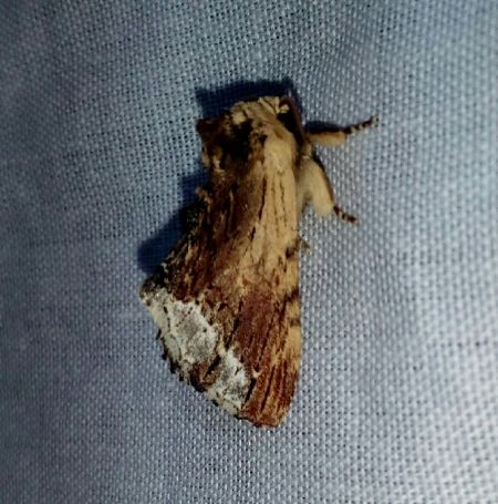 Bombyx capuchon  - Thomas Lux