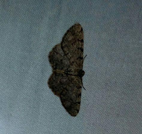 Aethalura punctulata  - Thomas Lux