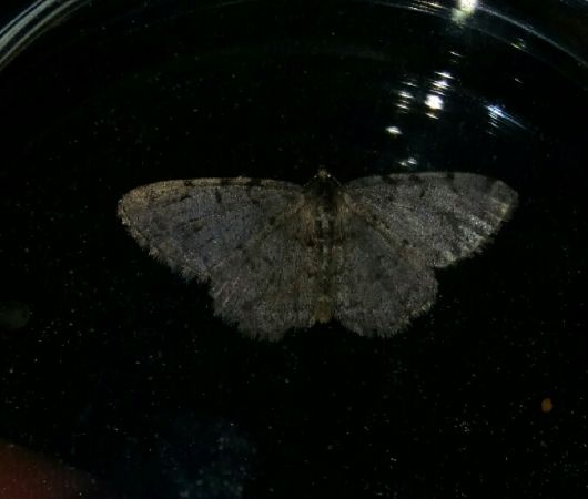 Aethalura punctulata  - Thomas Lux