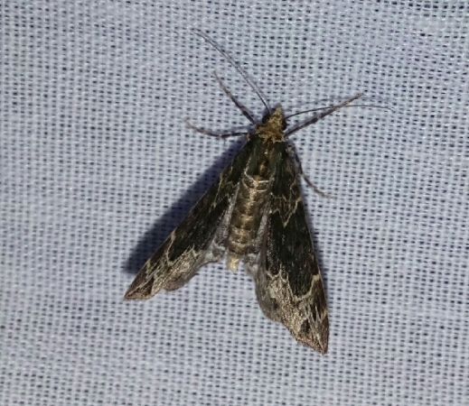 Ecliptopera silaceata  - Thomas Lux