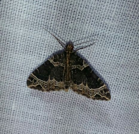 Ecliptopera silaceata  - Thomas Lux