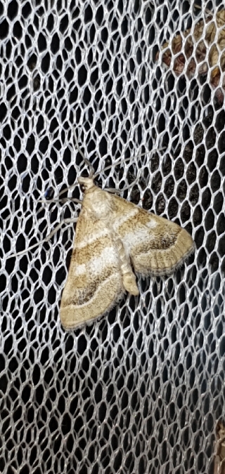 Metasia suppandalis  - Melchior Viallet