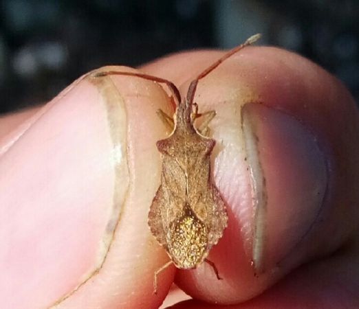 Haploprocta sulcicornis  - Thomas Lux