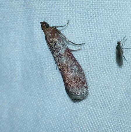Selagia spadicella  - Thomas Lux