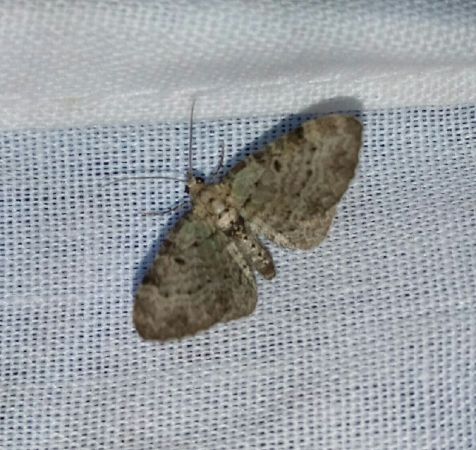 Eupithécie rectangulaire  - Thomas Lux