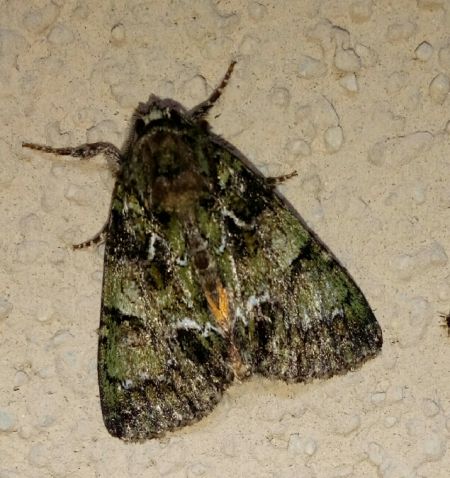 Polyphaenis sericata  - Thomas Lux