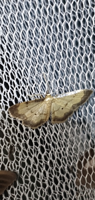 Idaea politaria  - Melchior Viallet