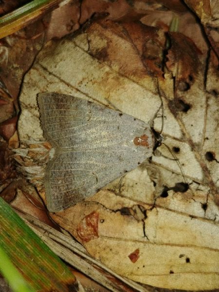 Lygephila craccae 