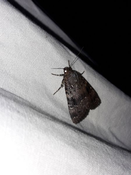 Amphipyra berbera  - Sylvain Lethuillier