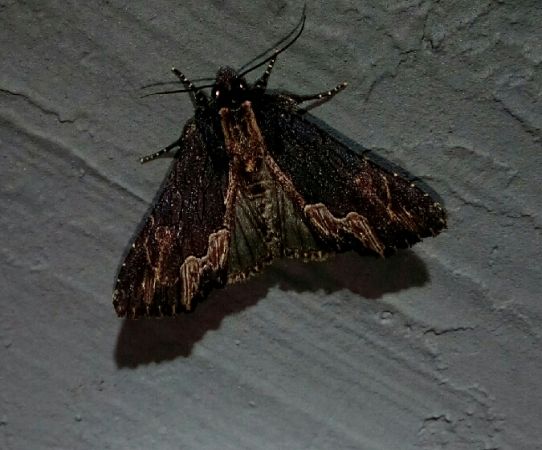 Dypterygia scabriuscula  - Thomas Lux