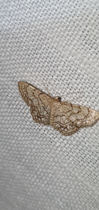 Idaea moniliata  - Melchior Viallet