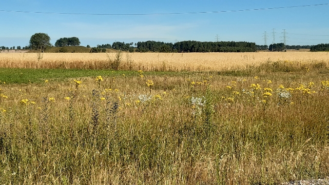 Chardonneret élégant  - Krzysztof Sokołowski