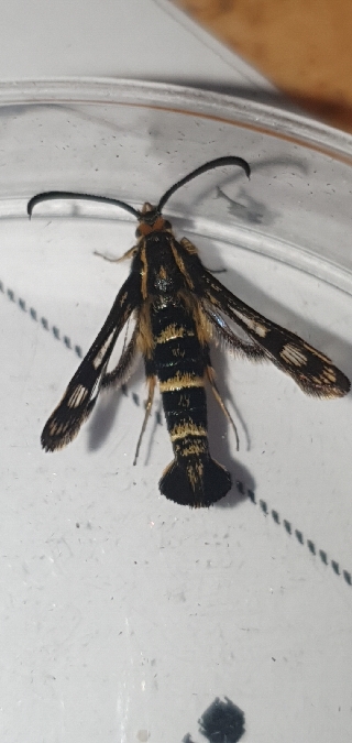 Chamaesphecia empiformis  - Melchior Viallet