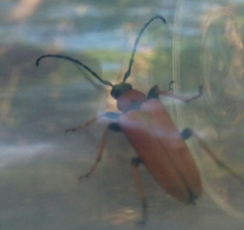 Stictoleptura rubra  - Thomas Lux