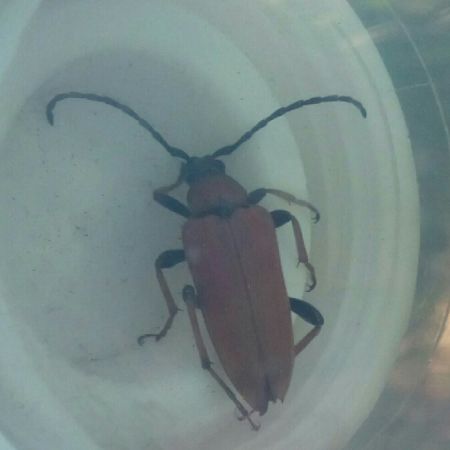 Stictoleptura rubra  - Thomas Lux