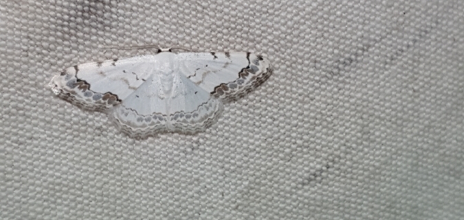 Scopula decorata  - Melchior Viallet