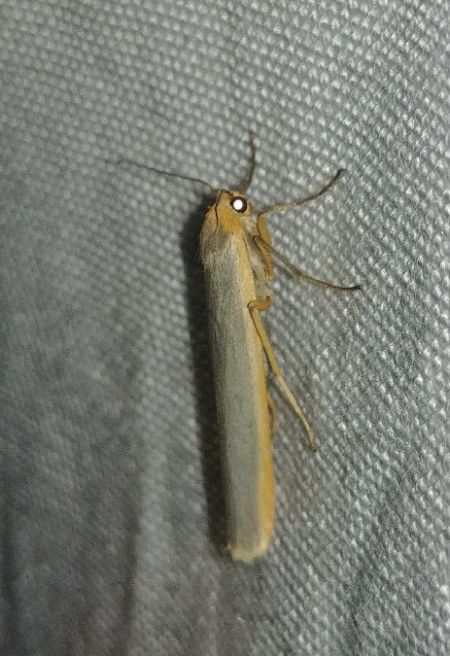 Lithosie aplatie (Manteau à tête jaune) 