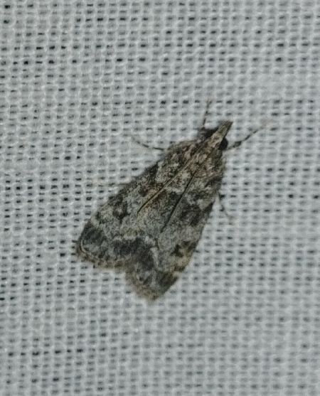 Eudonia lacustrata 