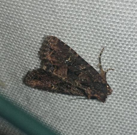 Mesapamea secalis / secalella 