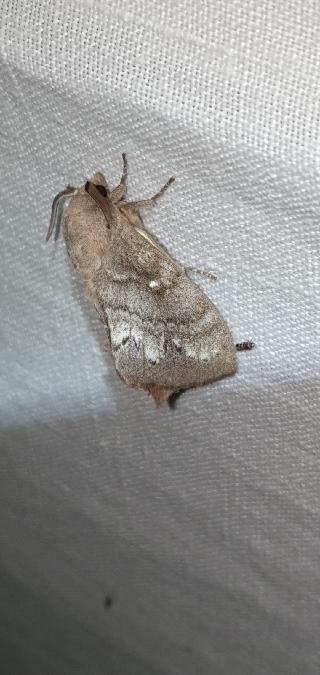 Bombyx du Pin  - Melchior Viallet