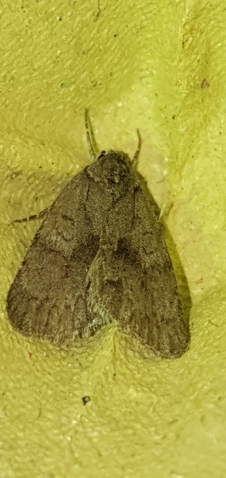Bryonycta pineti  - Melchior Viallet
