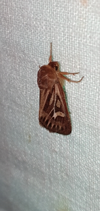 Cerapteryx graminis  - Melchior Viallet