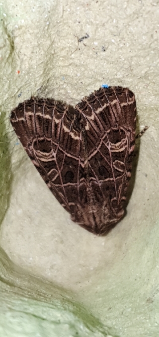 Sideridis reticulata  - Melchior Viallet