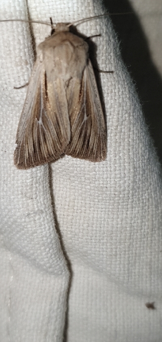 Leucania comma  - Melchior Viallet