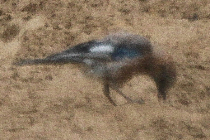 Geai des chênes  - Adam Olszewski