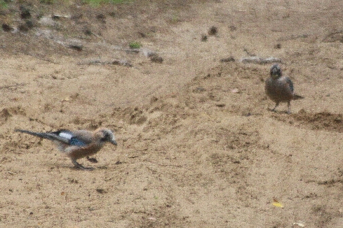 Geai des chênes  - Adam Olszewski