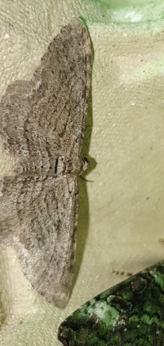Horisme aemulata  - Melchior Viallet