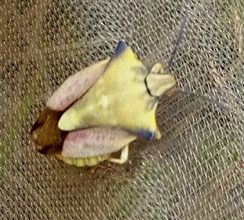 Carpocoris fuscispinus  - Thomas Lux