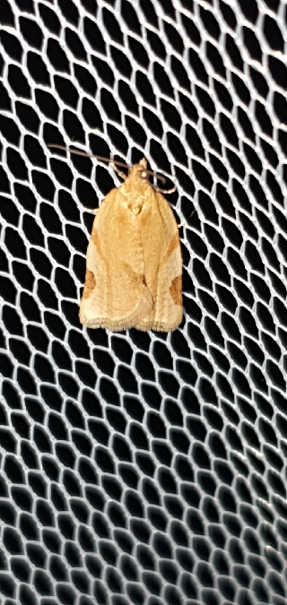 Paramesia gnomana  - Melchior Viallet