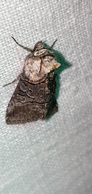 Abrostola asclepiadis  - Melchior Viallet