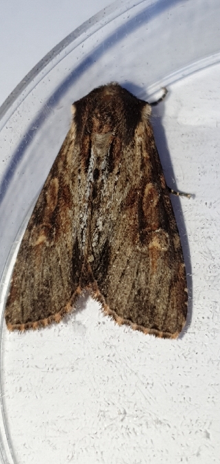 Apamea crenata  - Melchior Viallet