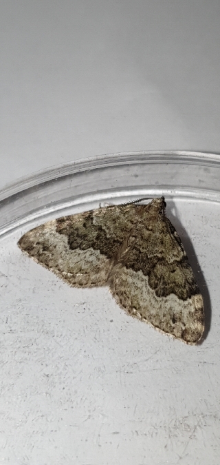 Colostygia aptata  - Melchior Viallet