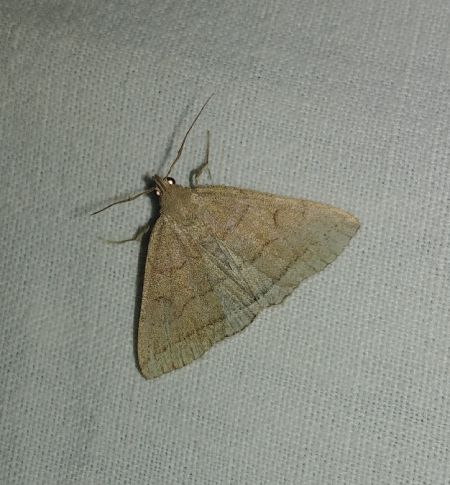 Paracolax tristalis 